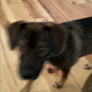 Meet your Posher, Holly